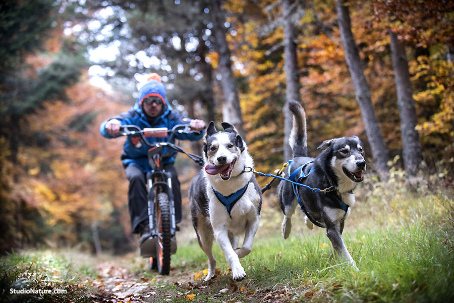 Chiens de traineau - Lozère © studionature.com