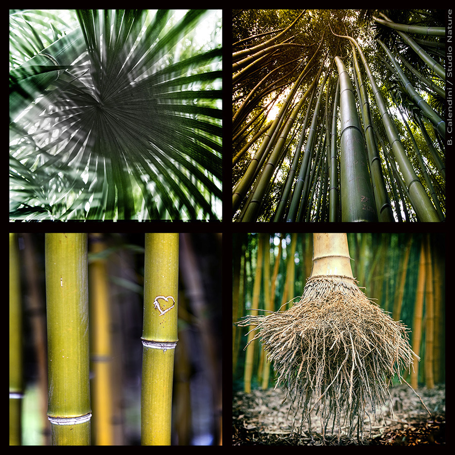 BAMBOU - StudioNature.com