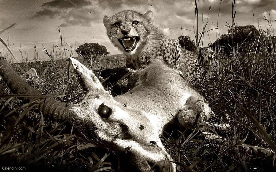 Guépard - StudioNature.com
