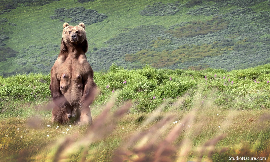 Ours kodiak - studionature.com