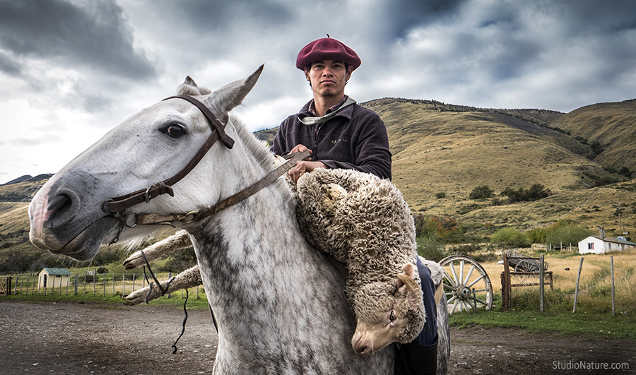 Gaucho Patagonie - StudioNature.com