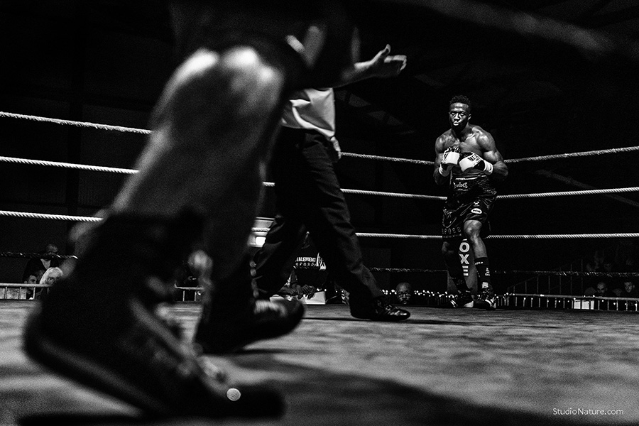 Photographe Lozère - Boxe - StudioNature.com 