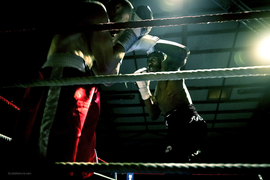 Photographe Lozère - Boxe - StudioNature.com 