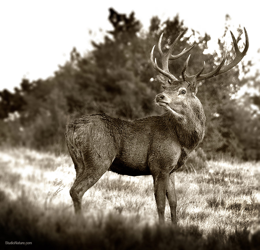 Photographe Lozère - StudioNature.com