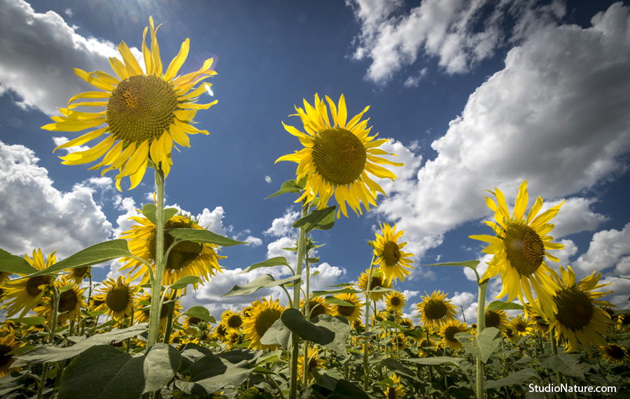 photographie lozere