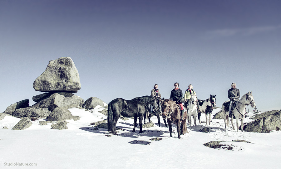 Cheval Lozère