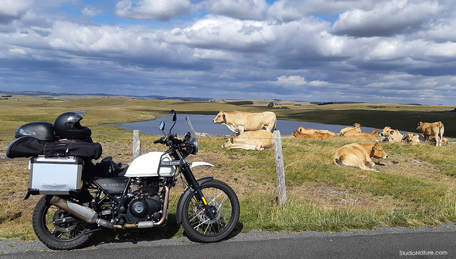 Royal Enfield Lozere