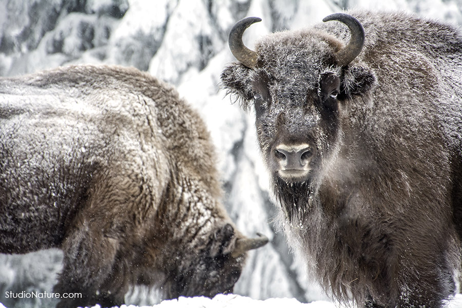 Bisons Lozere - StudioNature.com