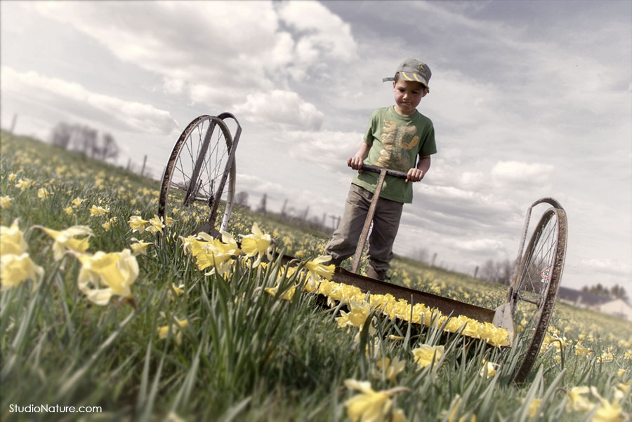 Jonquilles Aubrac - StudioNature.com