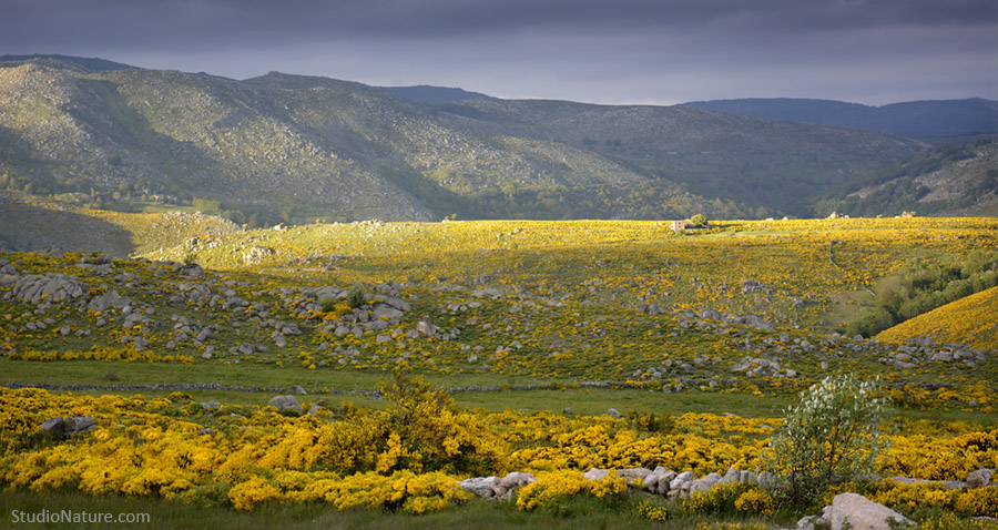 Genets Lozère