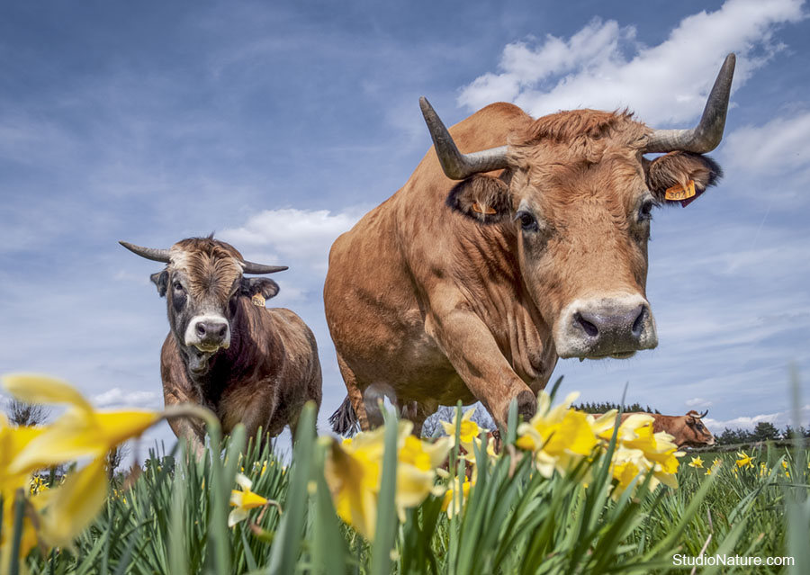 Vaches Aubrac
