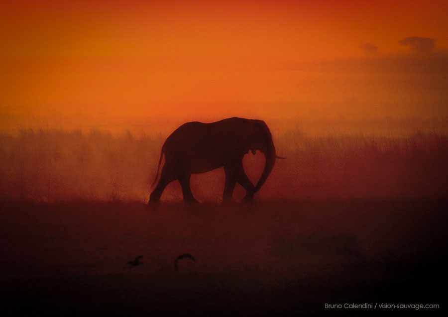 Elephant Afrique / vision-sauvage.com