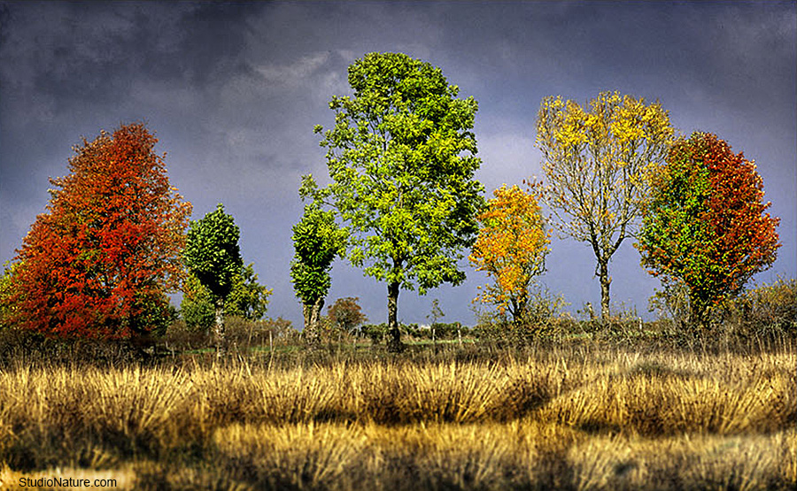 Automne studionature.com